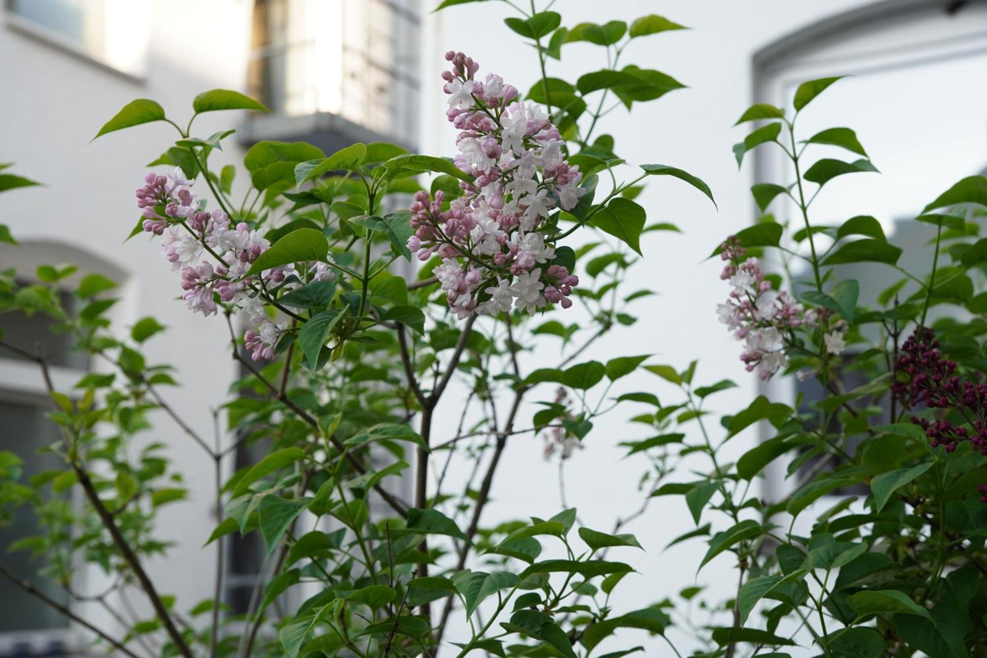 Bright, Spacious Apartment With A Lovely Terrace In The Heart Of Aachen Kültér fotó